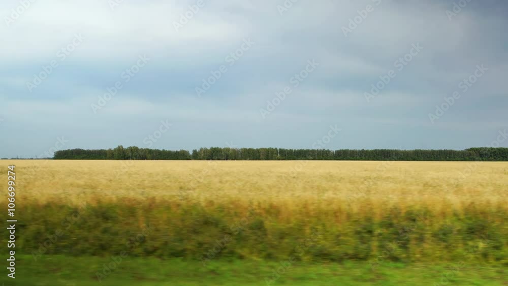 POV: Moving along a yellow agricultural fields at cloudy weather in Altai, Russia POV: Moving along a yellow agricultural fields at cloudy weather in Altai, Russia