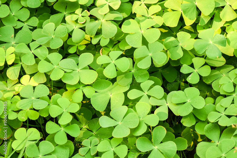 Green ground cover plant in humid area Green ground cover plant in humid area