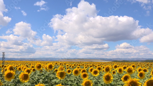Field of Blooming Sunflowers on a Background of Mountains.