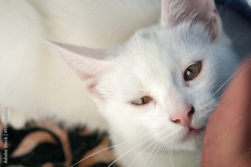 Obraz premium White Cat Macro