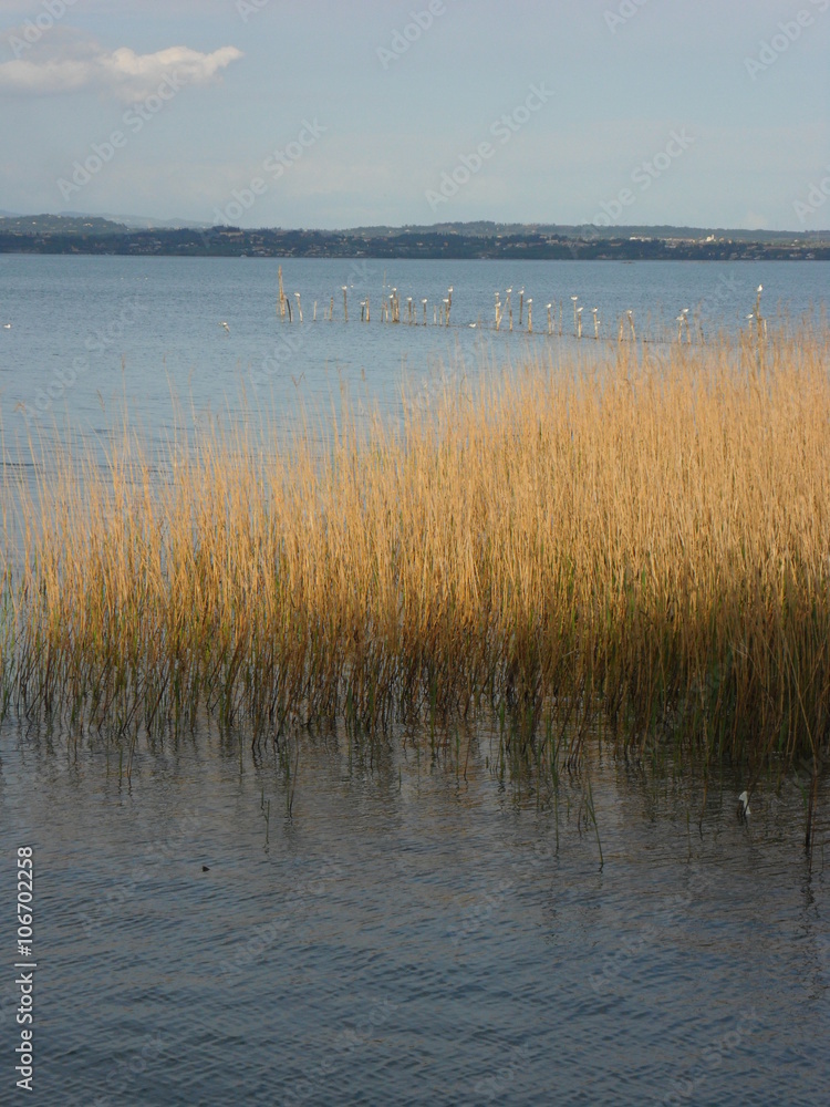 lago lago