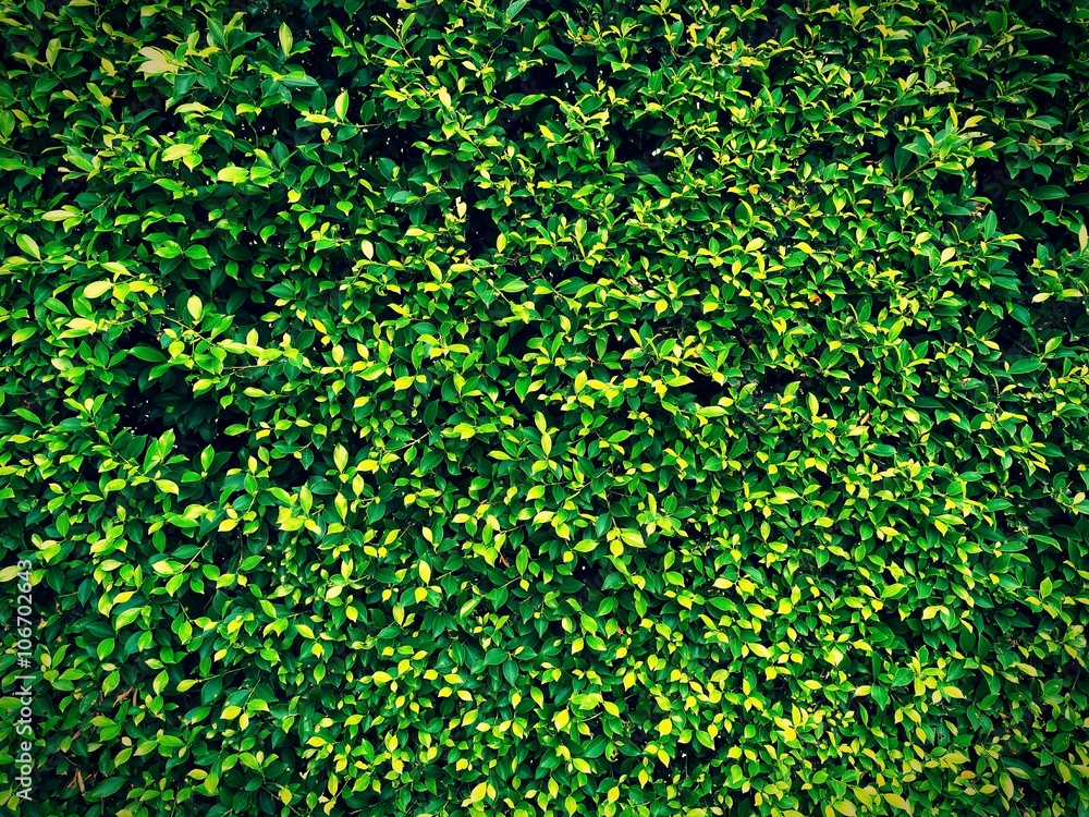 Green leaves wall