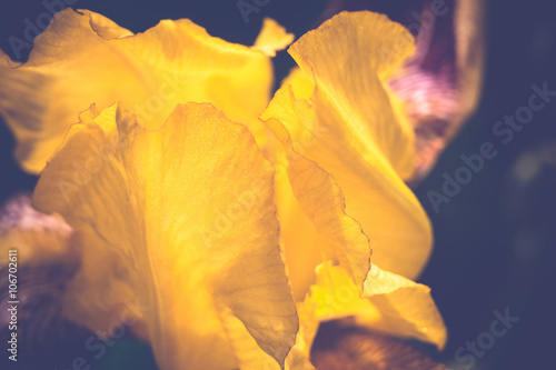 Yellow Iris Flower