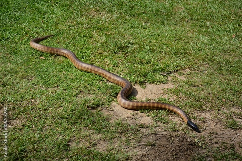 Black-headed python  Aspidites melanocephalus  in Queensland.