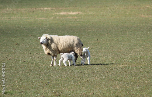 Billede på lærred A Mother Ewe Sheep with Her Two Baby Lambs.