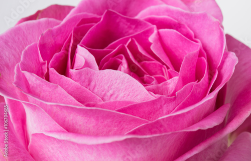 fresh pink rose