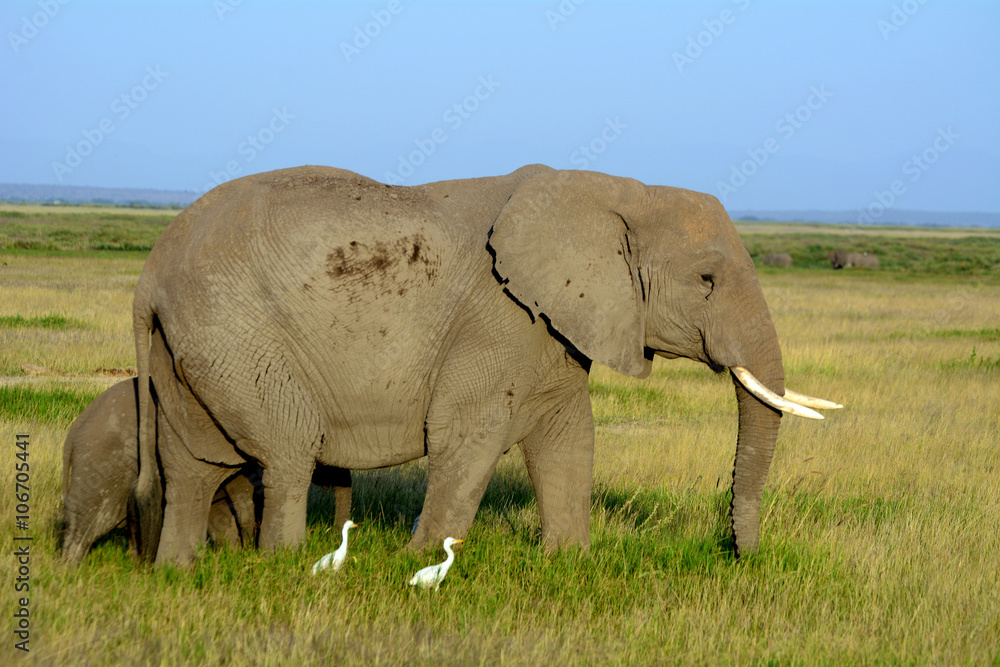Fototapeta premium African elephants and the Kilimanjaro, Amboseli National Park, K