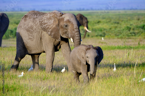 African elephants and the Kilimanjaro  Amboseli National Park  K