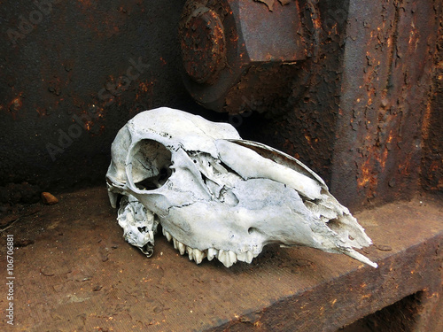 Bleached weathered old animal skull on rusty iron platform - landscape color photo © jryanc10