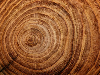 stump of oak tree felled - section of the trunk with annual rings