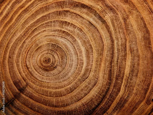 Obraz stump of oak tree felled - section of the trunk with annual rings