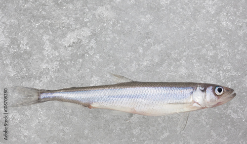 fresh smelt fish on white ice top view closeup