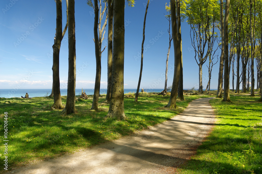 Fototapeta premium Gespensterwald bei Heiligendamm an der Ostsee