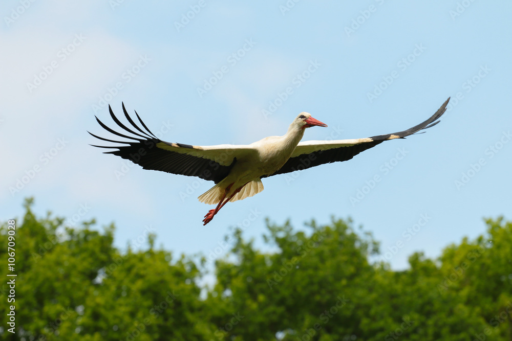 Obraz premium Weißstorch ( Ciconia ciconia )