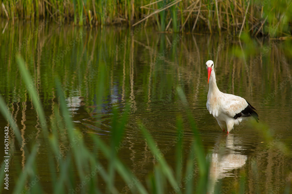 Obraz premium Weißstorch ( Ciconia ciconia )
