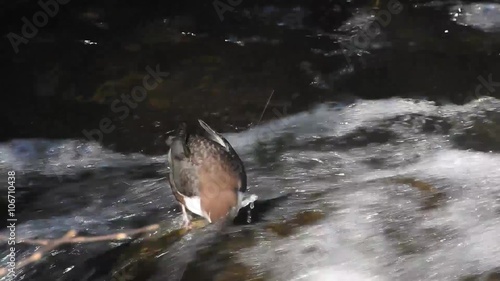 Wasseramsel taucht Kopf ins Wasser photo