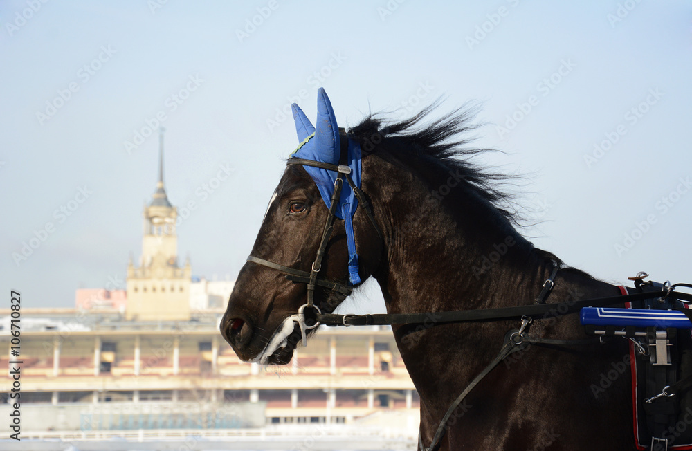Portrait of a black trotter in motion on the background of the Central Moscow hippodrome