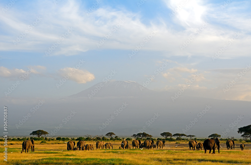 African elephants and the Kilimanjaro, Amboseli National Park, K