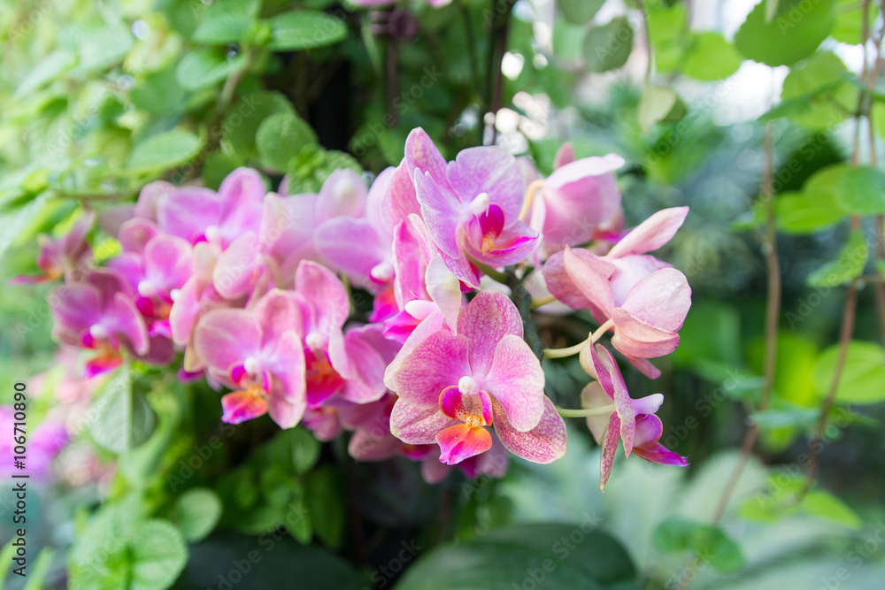 Fototapeta premium beautiful Red vanda orchids with other plant and leaves (selecti