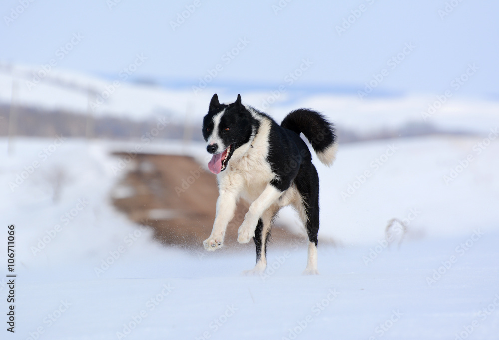 Russian-european laika in motion winter Russian-european laika in motion winter