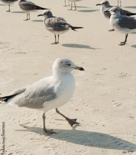 Seagull walking the sand of a tropical beach