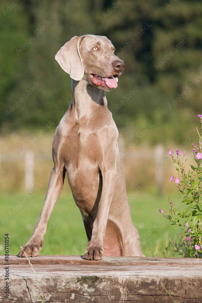 Portrait of posing nice weimaraner dog Portrait of posing nice weimaraner dog