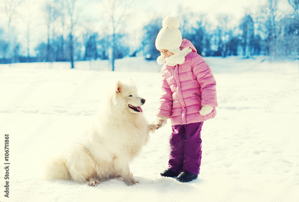 Little child playing with white Samoyed dog on snow in winter pa Little child playing with white Samoyed dog on snow in winter pa
