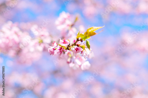 Sakura Flower Cherry Blossom/ Sakura Flower, Cherry Blossom, Japanese Flower