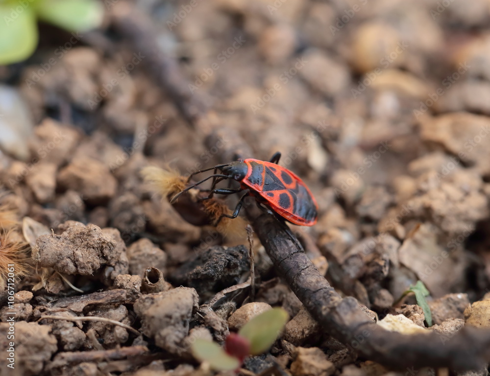 Pyrrhocoris apterus carabiniere Pyrrhocoris apterus carabiniere