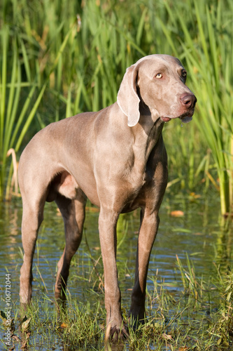 Portrait of weimaraner dog in the water