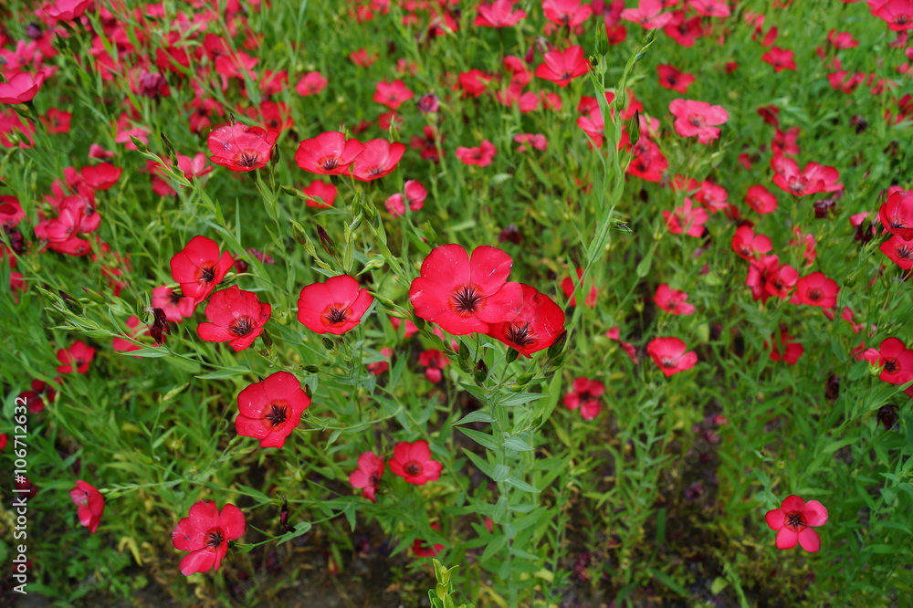 Linum grandiflorum - Red flowers in the botanical garden Linum grandiflorum - Red flowers in the botanical garden
