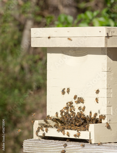 Italian honey bees bearding on front of a nucleus hive