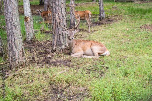 Пятнистые олени на отдыхе