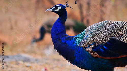 Closeup of a Peacock