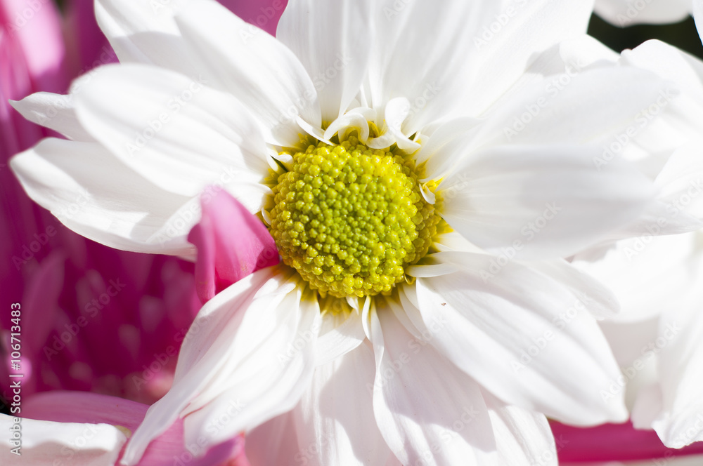 Obraz premium flowers and daisies with large petals and vivid colors, spring i