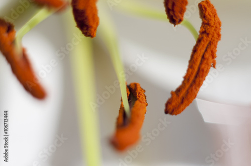 stamens and pistils of a flower, background of flowers and natur