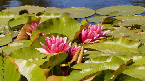 Nymphaea - Pink waterlily - Aquatic vegetation, water plants

