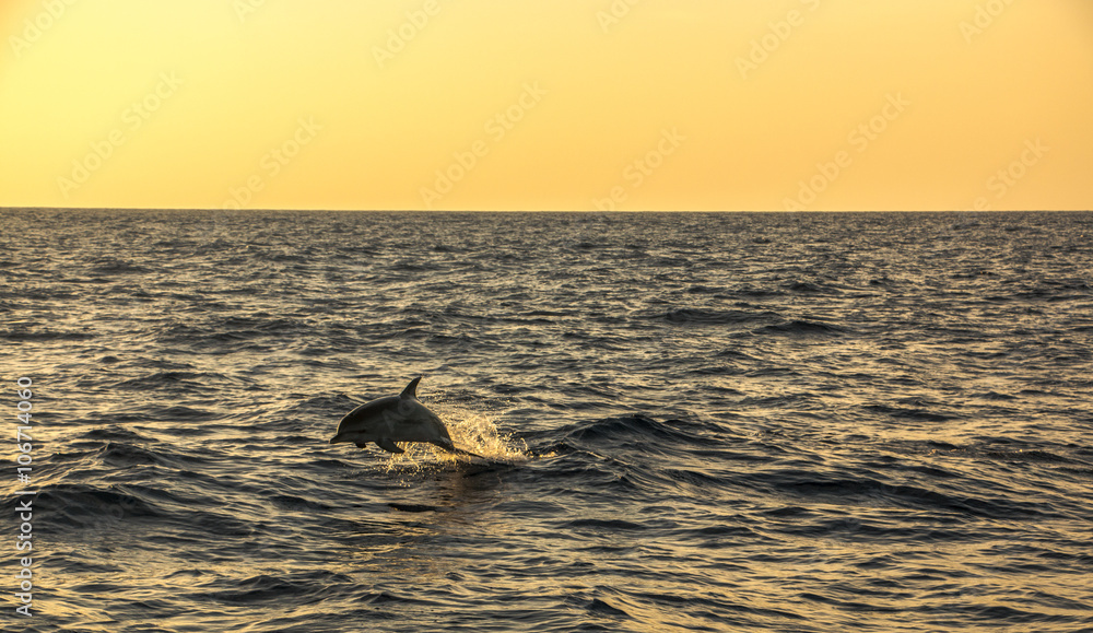 Fototapeta premium Jumping dolhpin during sunset