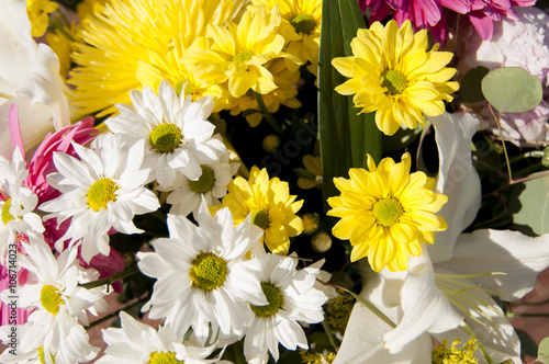 flowers and daisies with large petals and vivid colors  spring i