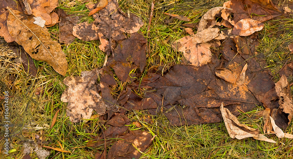 Old autumn leaves on the early spring grass, background Old autumn leaves on the early spring grass, background
