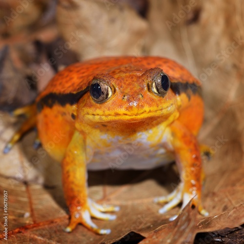 The false tomato frog Dyscophus guineti in terrarium photo