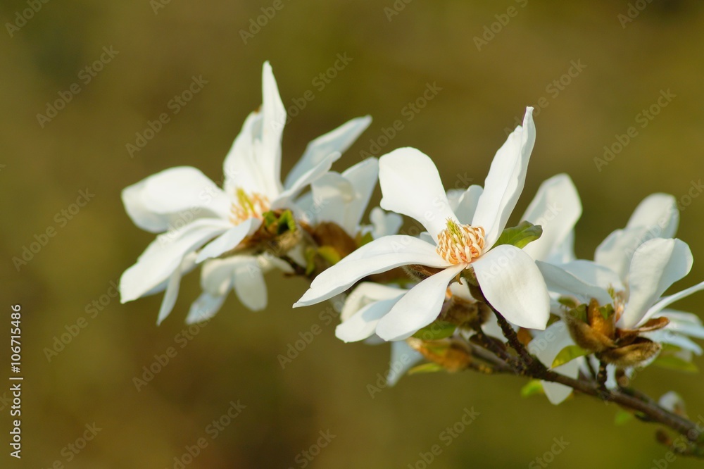 Fototapeta premium white magnolia 