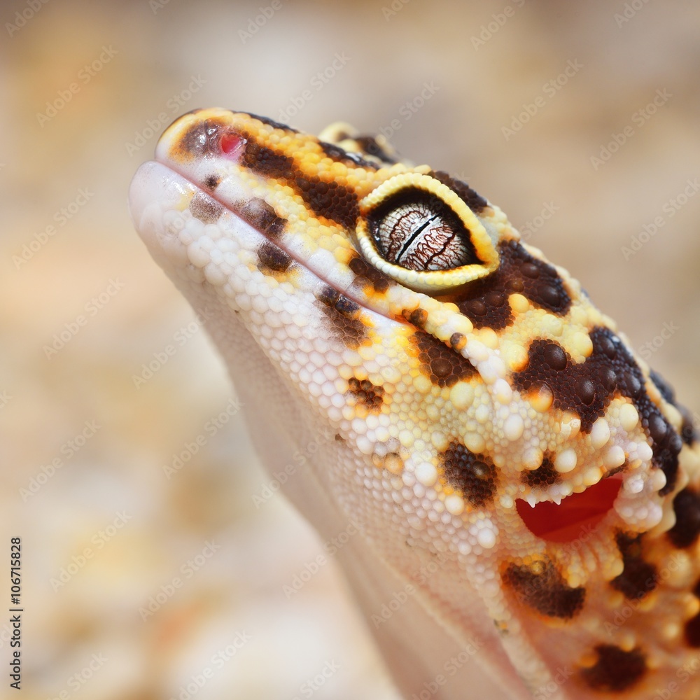 Fototapeta premium Leopard gecko Eublepharis macularius