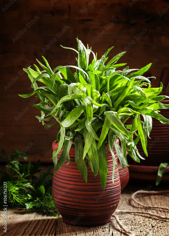 Fresh green tarragon in a beam in an earthenware pot on the old Fresh green tarragon in a beam in an earthenware pot on the old