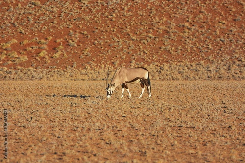 Oryx im Namib-Naukluft-Nationalpark photo