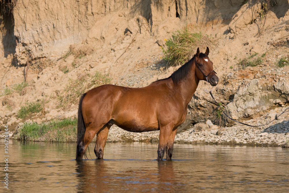 Fototapeta premium Nice brown horse standing in the water