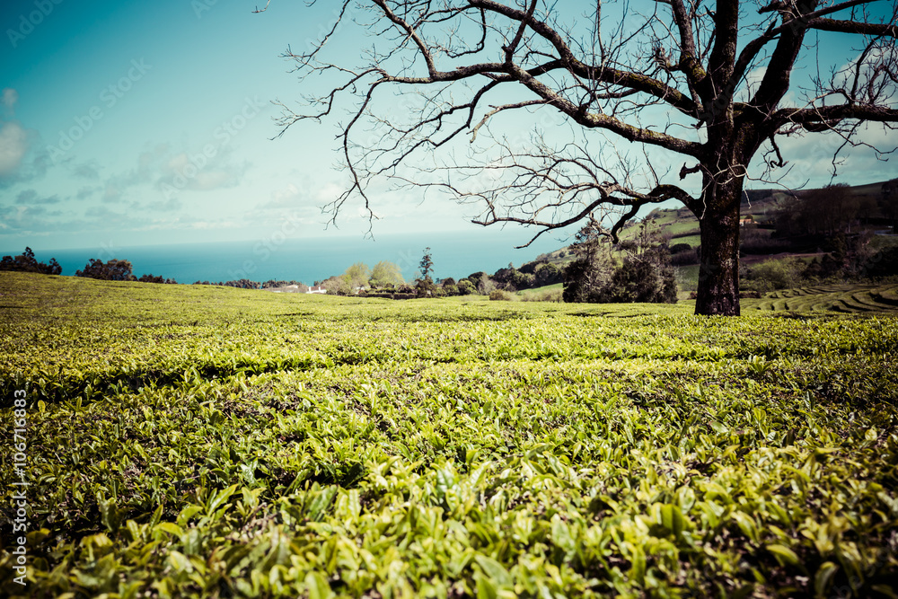 Obraz premium Lonely tree on the mountain at beautiful landscape of tea planta
