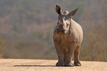 Fototapete Nashorn Ein Breitmaulnashorn Kalb (Ceratotherium Simum Simum) im Krüger Nationalpark, Südafrika  © sueberry1
