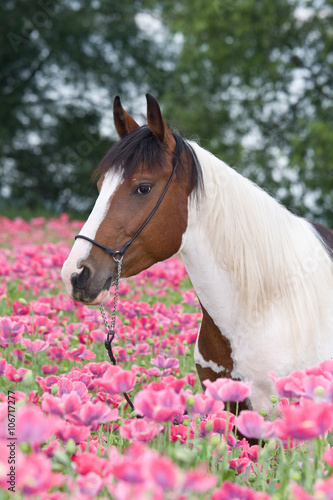 Fototapeta Naklejka Na Ścianę i Meble -  Portrait of nice horse in the poppy field