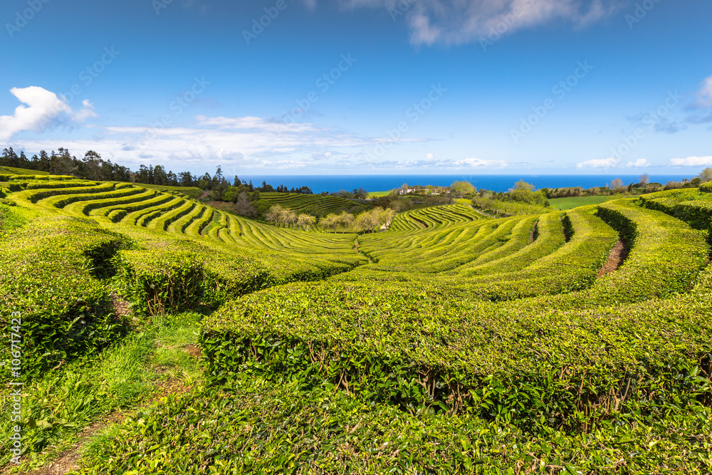 Tea plantation in Porto Formoso. Amazing landscape of outstandin
